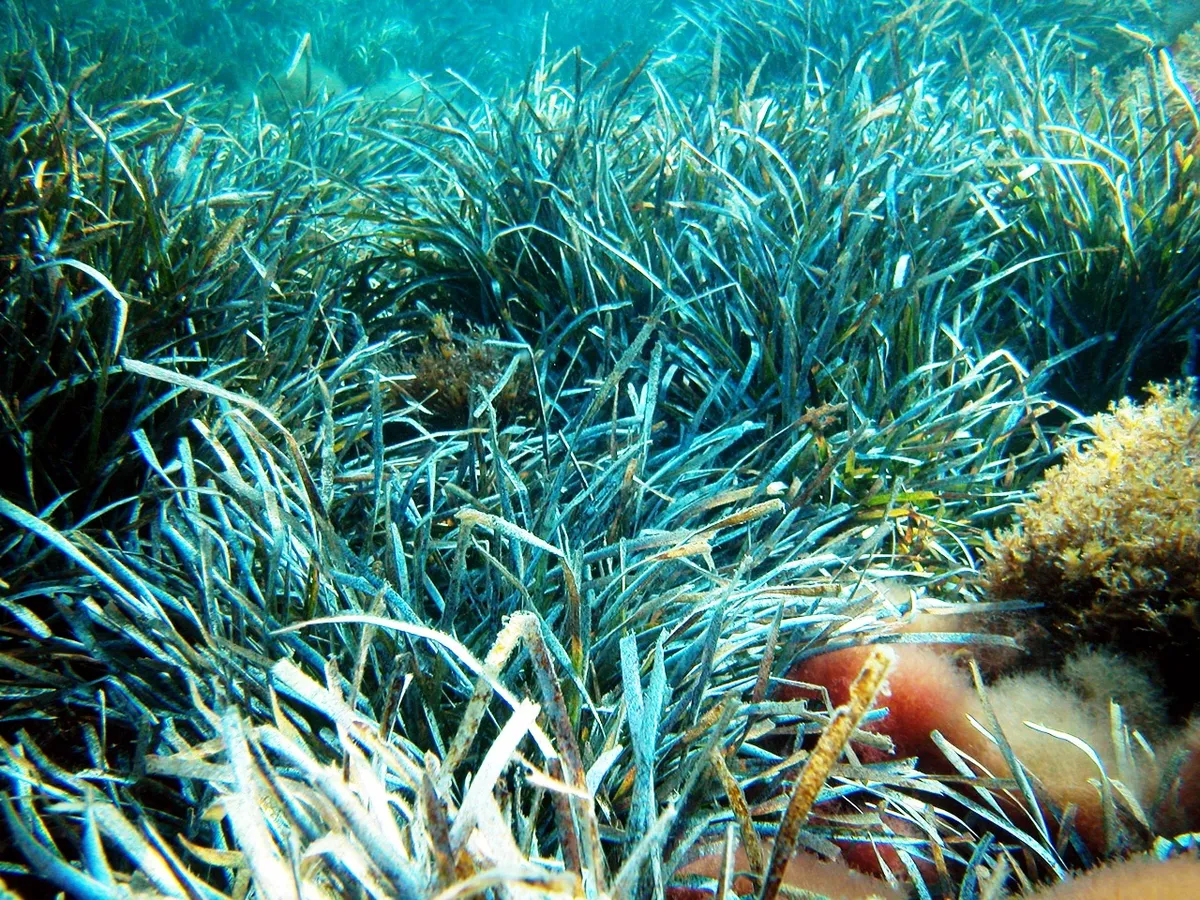 Fish schooling over a Posidonia meadow like the swim-stop views snorkellers get on a menorca marine reserve boat trip